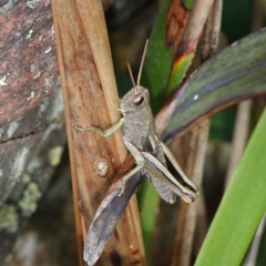 Percassa rugifrons at Tallaganda State Forest - 13 Mar 2024