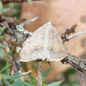 Taxeotis reserata at Tallaganda State Forest - 13 Mar 2024 11:32 AM