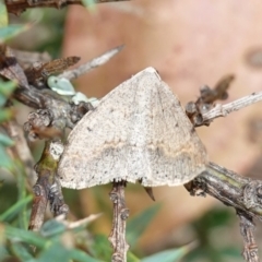 Unidentified Geometer moth (Geometridae) at Tallaganda State Forest - 13 Mar 2024 by RobG1
