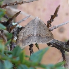 Taxeotis reserata at Tallaganda State Forest - 13 Mar 2024 11:32 AM