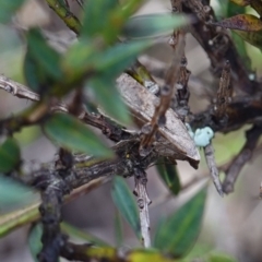 Taxeotis reserata at Tallaganda State Forest - 13 Mar 2024