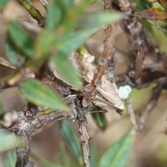 Taxeotis reserata at Tallaganda State Forest - 13 Mar 2024