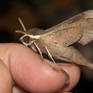 Hippotion scrofa at Higgins, ACT - 7 Mar 2024