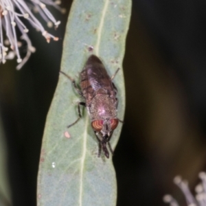 Stomorhina sp. (genus) at Dickson Wetland Corridor - 7 Mar 2024