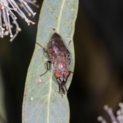 Stomorhina sp. (genus) (Snout fly) at Dickson Wetland Corridor - 7 Mar 2024 by AlisonMilton