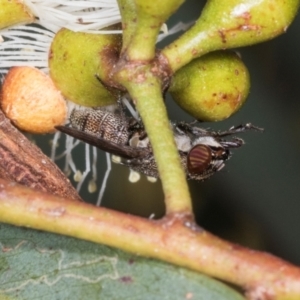 Stomorhina sp. (genus) at Dickson Wetland Corridor - 7 Mar 2024