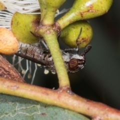 Stomorhina sp. (genus) at Dickson Wetland Corridor - 7 Mar 2024