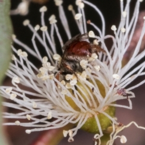 Leioproctus sp. (genus) at Dickson Wetland Corridor - 7 Mar 2024