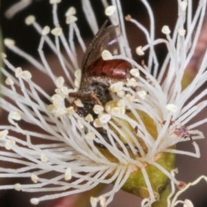 Leioproctus sp. (genus) at Dickson Wetland Corridor - 7 Mar 2024