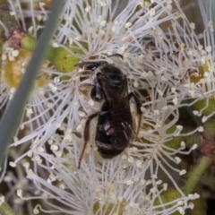 Lasioglossum (Chilalictus) sp. (genus & subgenus) (Halictid bee) at Dickson, ACT - 6 Mar 2024 by AlisonMilton