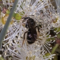 Lasioglossum (Chilalictus) sp. (genus & subgenus) (Halictid bee) at Dickson Wetland Corridor - 7 Mar 2024 by AlisonMilton