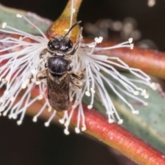 Lasioglossum (Chilalictus) sp. (genus & subgenus) at Dickson Wetland Corridor - 7 Mar 2024