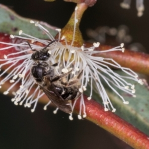 Lasioglossum (Chilalictus) sp. (genus & subgenus) at Dickson Wetland Corridor - 7 Mar 2024