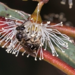 Lasioglossum (Chilalictus) sp. (genus & subgenus) at Dickson Wetland Corridor - 7 Mar 2024