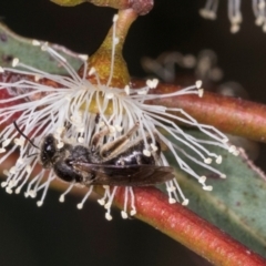 Lasioglossum (Chilalictus) sp. (genus & subgenus) at Dickson Wetland Corridor - 7 Mar 2024