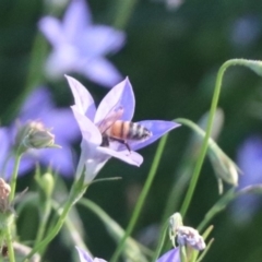 Apis mellifera (European honey bee) at Franklin, ACT - 4 Mar 2024 by HappyWanderer