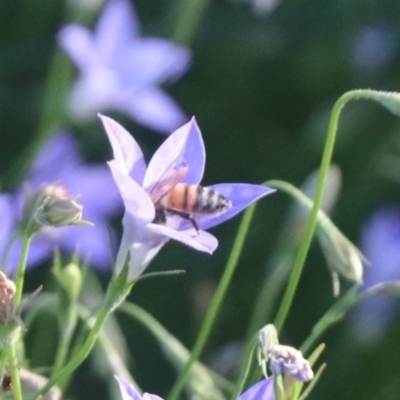 Apis mellifera (European honey bee) at Budjan Galindji (Franklin Grassland) Reserve - 4 Mar 2024 by HappyWanderer