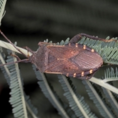 Amorbus alternatus (Eucalyptus Tip Bug) at Dickson Wetland Corridor - 7 Mar 2024 by AlisonMilton