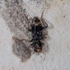 Stigmatium victoriae (Checkered beetle) at Dickson Wetland Corridor - 7 Mar 2024 by AlisonMilton