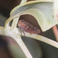 Eurymelinae (subfamily) (Unidentified eurymeline leafhopper) at Dickson Wetland Corridor - 6 Mar 2024 by AlisonMilton