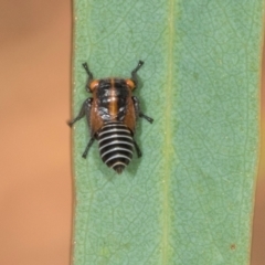 Eurymeloides sp. (genus) (Eucalyptus leafhopper) at Dickson Wetland - 6 Mar 2024 by AlisonMilton