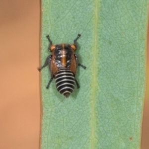 Eurymeloides sp. (genus) at Dickson Wetland Corridor - 7 Mar 2024