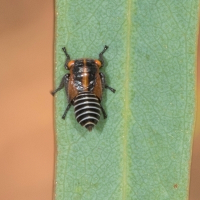 Eurymeloides sp. (genus) (Eucalyptus leafhopper) at Dickson, ACT - 6 Mar 2024 by AlisonMilton