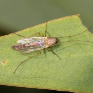 Chironomidae (family) at Dickson Wetland Corridor - 7 Mar 2024 08:57 AM