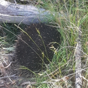 Tachyglossus aculeatus at Mulligans Flat - 25 Feb 2024 10:14 AM