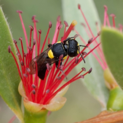 Hylaeus sp. (genus) (A masked bee) at Harrison, ACT - 14 Mar 2024 by DPRees125