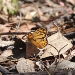 Heteronympha merope (Common Brown Butterfly) at Mulligans Flat - 3 Dec 2023 by HappyWanderer