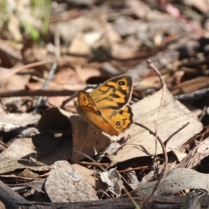 Heteronympha merope at Mulligans Flat - 3 Dec 2023