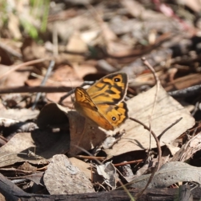 Heteronympha merope (Common Brown Butterfly) at Mulligans Flat - 3 Dec 2023 by HappyWanderer