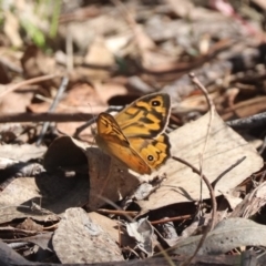 Heteronympha merope at Mulligans Flat - 3 Dec 2023 09:58 AM