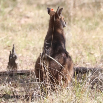 Notamacropus rufogriseus (Red-necked Wallaby) at Mulligans Flat - 3 Dec 2023 by HappyWanderer