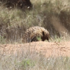 Tachyglossus aculeatus (Short-beaked Echidna) at Mulligans Flat - 3 Dec 2023 by HappyWanderer