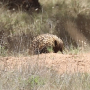 Tachyglossus aculeatus at Mulligans Flat - 3 Dec 2023