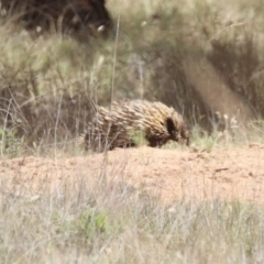 Tachyglossus aculeatus at Mulligans Flat - 3 Dec 2023