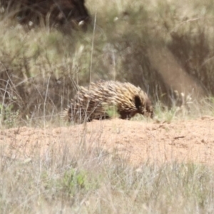 Tachyglossus aculeatus at Mulligans Flat - 3 Dec 2023