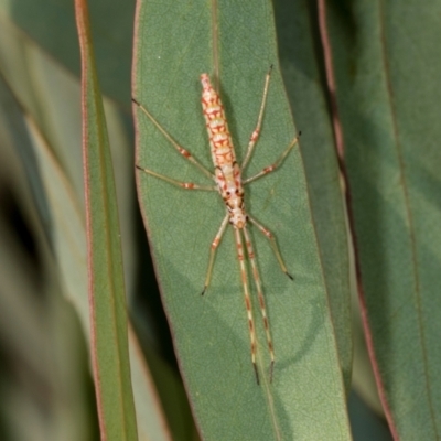 Rayieria basifer (Braconid-mimic plant bug) at Dickson Wetland Corridor - 7 Mar 2024 by AlisonMilton