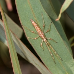 Rayieria basifer at Dickson Wetland Corridor - 7 Mar 2024 09:05 AM