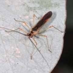 Rayieria sp. (genus) (Mirid plant bug) at Dickson Wetland Corridor - 6 Mar 2024 by AlisonMilton