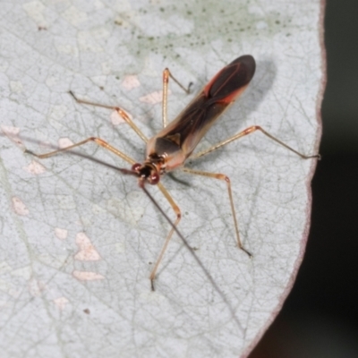 Rayieria sp. (genus) (Mirid plant bug) at Dickson Wetland Corridor - 7 Mar 2024 by AlisonMilton