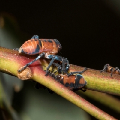 Eurymela fenestrata (Gum tree leafhopper) at The Pinnacle - 28 Feb 2024 by AlisonMilton