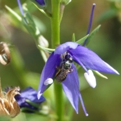 Lasioglossum (Homalictus) urbanum (Furrow Bee) at Hall, ACT - 13 Mar 2024 by Anna123