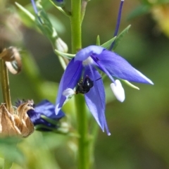 Lasioglossum (Homalictus) urbanum at Hall, ACT - 14 Mar 2024