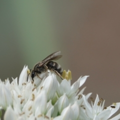 Lasioglossum (Chilalictus) sp. (genus & subgenus) (Halictid bee) at Hall, ACT - 14 Mar 2024 by Anna123