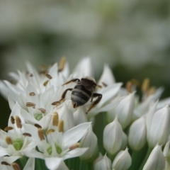 Lasioglossum (Chilalictus) sp. (genus & subgenus) at Hall, ACT - 14 Mar 2024