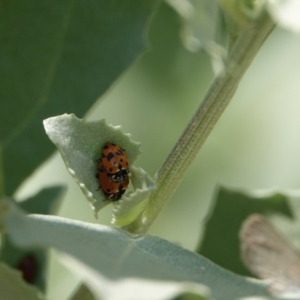 Hippodamia variegata at Hall, ACT - 14 Mar 2024