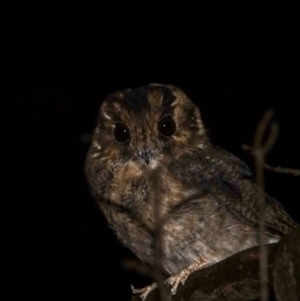 Aegotheles cristatus at Red Hill Nature Reserve - 12 Mar 2024